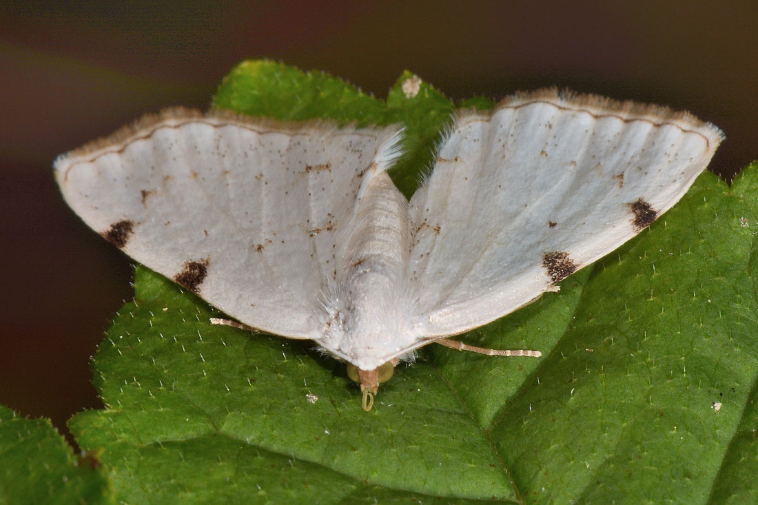 Geometridae - Lomographa bimaculata? S